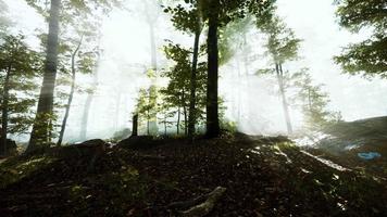 zonlicht in het sprookjesachtige mistige bos video