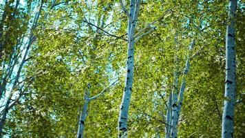 white birch trees in the forest in summer video