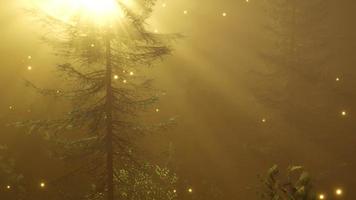 forêt magique avec des étincelles video