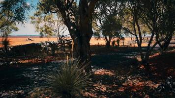 Outback Road mit trockenem Gras und Bäumen video