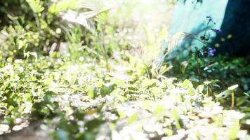 primer plano de una planta en la selva tropical video