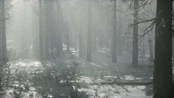 winter snow-covered forest on a cloudy day video