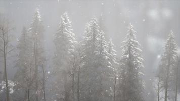 brouillard brumeux dans la forêt de pins sur les pentes des montagnes video