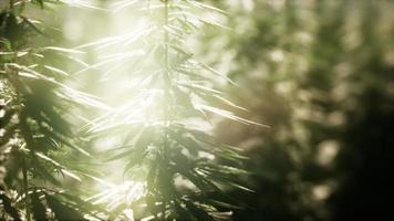 bosquets de plantes de marijuana sur le terrain video