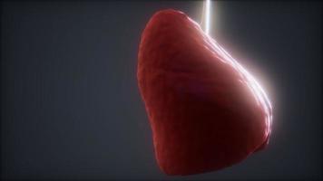 loop 3d rendered medically accurate animation of the human lung video