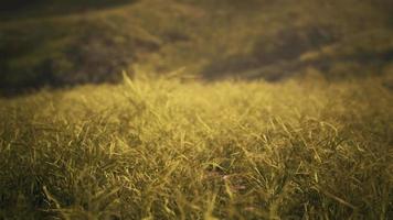 golden rocks and grass in mountains video