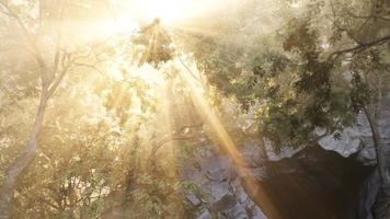 Sonnenstrahlen strömen durch Bäume im nebligen Wald video