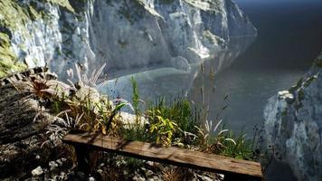 frisches gras an der großen felsenklippe im ozean video