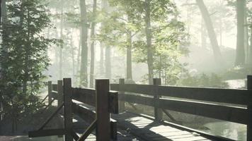 vieux pont en bois au-dessus d'un petit ruisseau dans un parc video