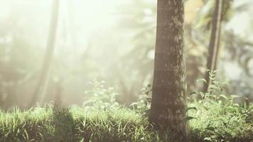 tropical garden with palm trees in sun rays video