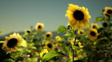 campo de girasoles en una cálida tarde de verano video