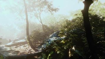 hyperlapse da selva da floresta tropical com raios de neblina e sol video