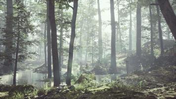 Forest with pond and mist with sunrays video