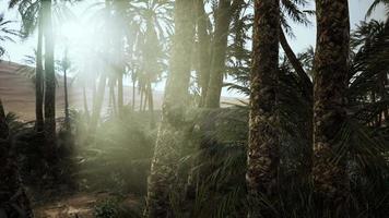 sandy dunes and palm trees in desert Sahara video