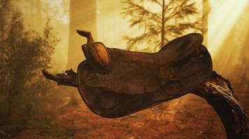 vintage Leather horse saddle on the dead tree in forest at sunset video