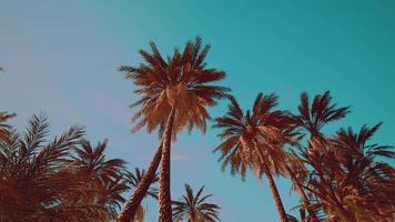 view of the palm trees passing by under blue skies video