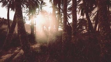 coucher de soleil dans le désert au-dessus de l'oasis avec palmiers et dunes de sable video