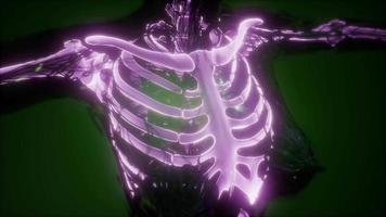 corpo umano con ossa scheletriche visibili video