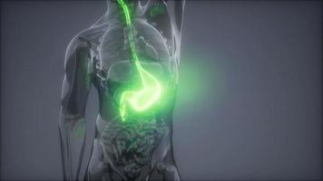 examen de radiología del estómago humano video