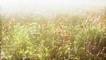 view of beautiful cosmos flower field in sunset time video