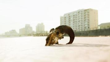 closeup of a skull laying on the wet sand video