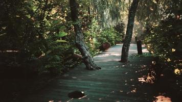 chemin de terrasse en bois dans la forêt video