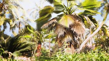 jardin tropical avec palmiers dans les rayons du soleil video