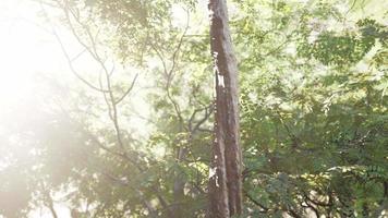 foggy spring morning in the leafy woods highlighted by the sun rays video