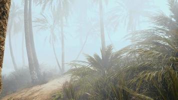 cocotiers dans le brouillard profond du matin