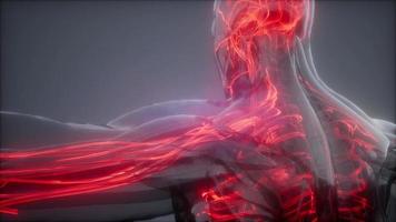 Blood Vessels of Human Body video