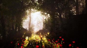 rayos de sol vierten a través de los árboles en el bosque de niebla video