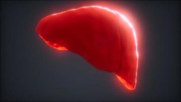 loop 3d rendered medically accurate animation of the human liver video