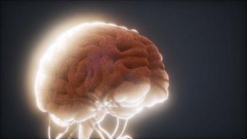 modello animato del cervello umano