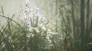 campo di fiori in erba con luce solare morbida per lo sfondo. video