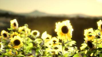 Sunflower field on a warm summer evening