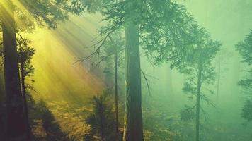 nebbia mattutina nella foresta di sequoie giganti video