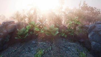 raggi del tramonto attraverso le palme video