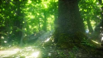 forêt de hêtres illuminée par les rayons du soleil video