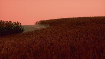 champ de blé d'or au paysage du coucher du soleil
