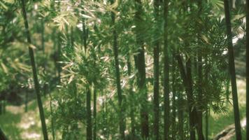 grüner bambuswald in hawaii video