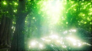 matin dans la forêt printanière brumeuse avec des rayons de soleil video
