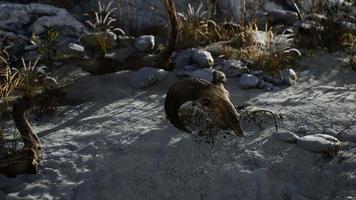 cráneo de un carnero muerto en el desierto video