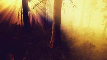 marvelous scenery of the coniferous forest at the end of autumn video