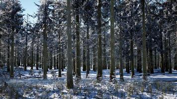 bosque de coníferas cubierto de nieve en un día soleado video