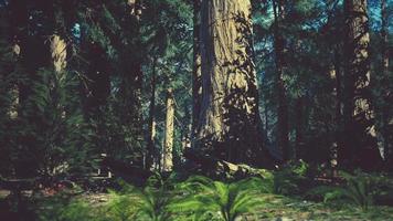 sequoias gigantes no parque nacional da sequoia na califórnia eua video