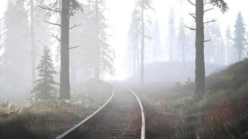 Tom järnväg går genom dimmig skog på morgonen video