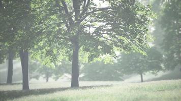 Big mapple tree with green leaves in a summer day video