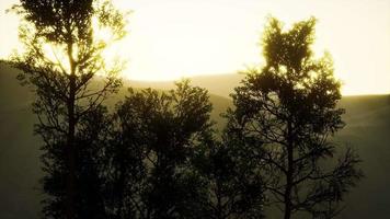 montañas carpatianas niebla y niebla en el bosque de pinos video