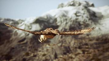 toma de cámara lenta extrema de águila video