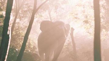 Wilder Elefantenbulle im Dschungel mit tiefem Nebel